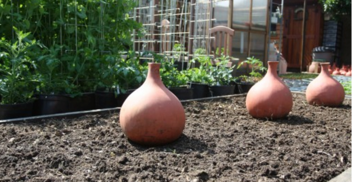 How to Make a Ceramic Olla Watering System