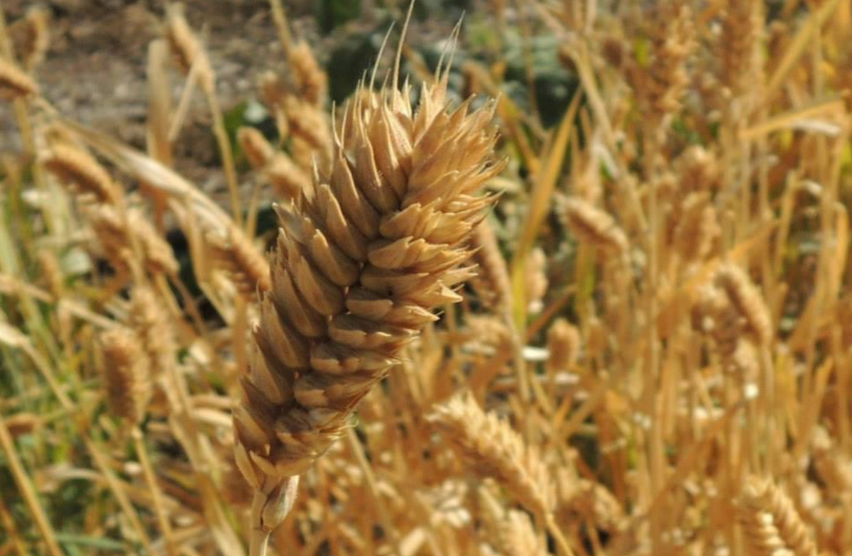 protein scale  Colorado Wheat