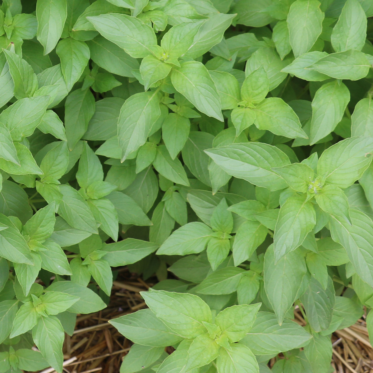 Mrs Burns Famous Lemon Basil Native Seeds Search