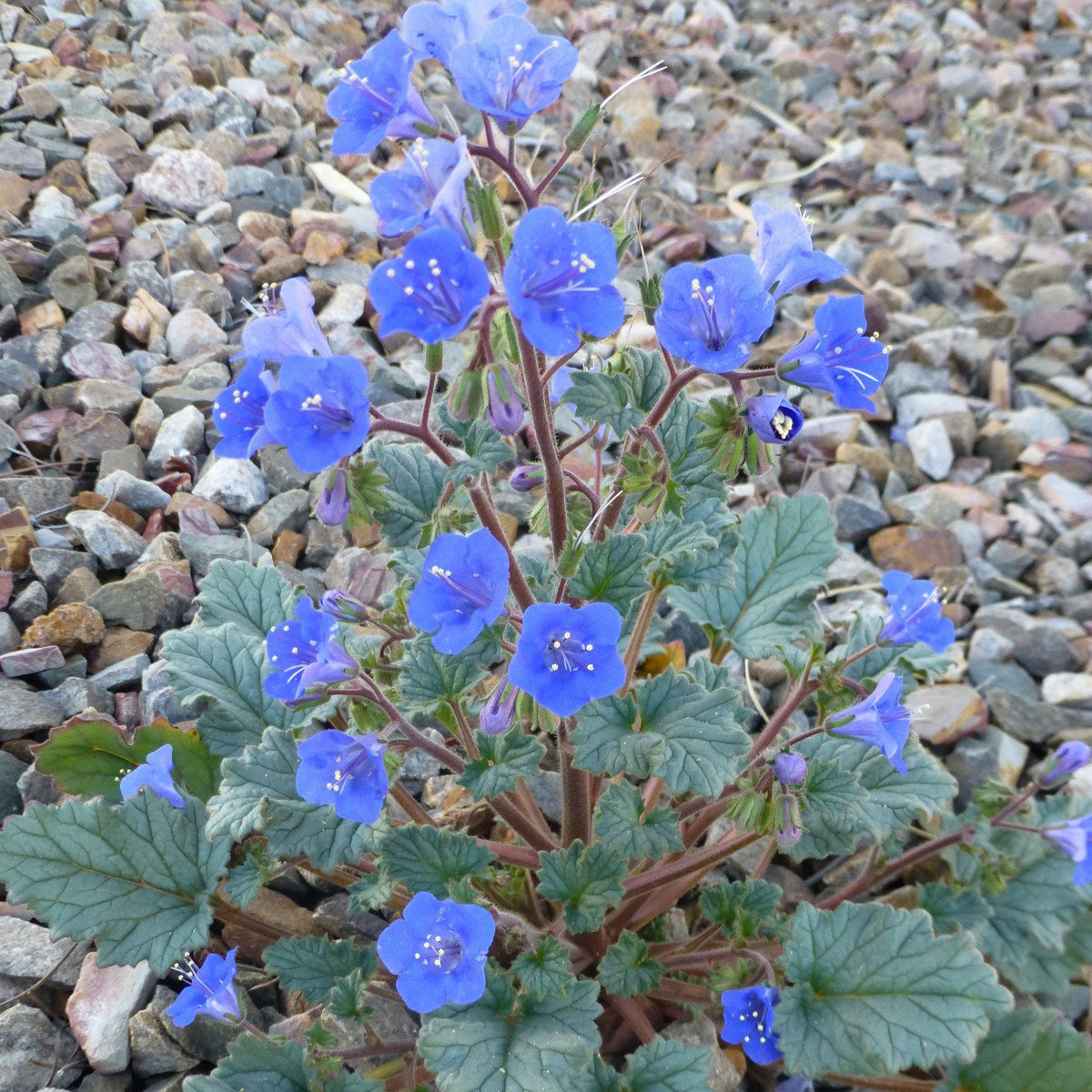 Bells of the Desert