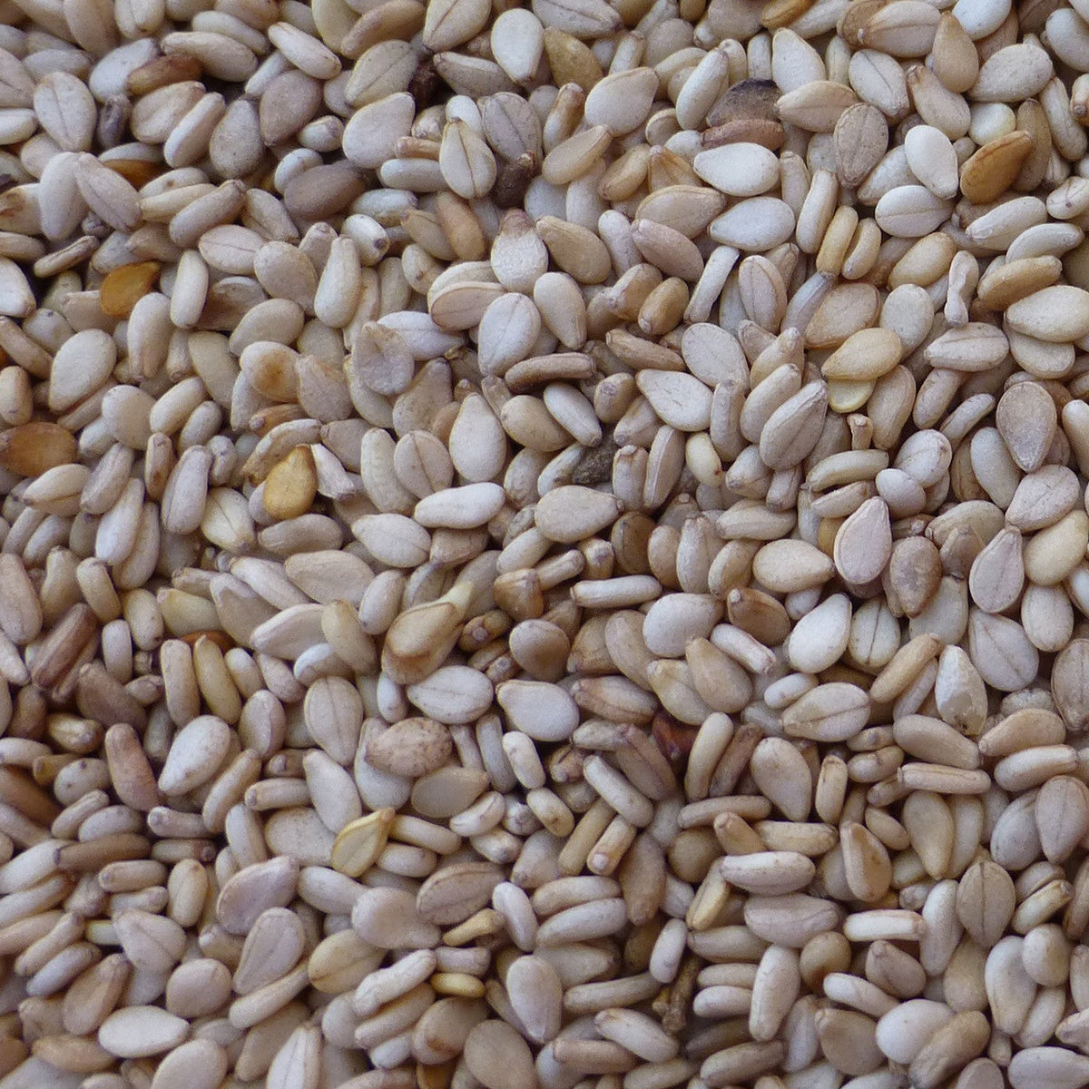 What Is Sesame Seed?