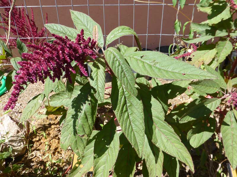 Hopi Red Dye Amaranth – Native-Seeds-Search