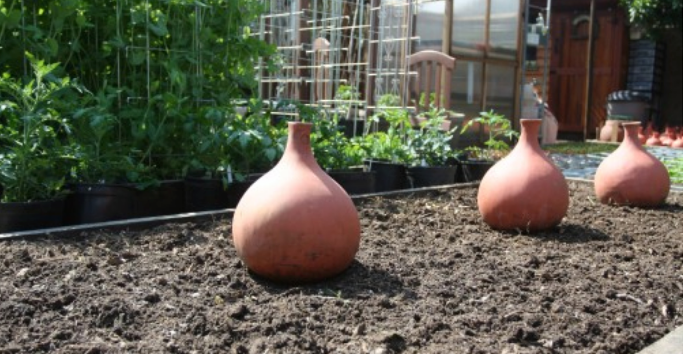 What's an Olla … and Where Can I Find One? - Laidback Gardener