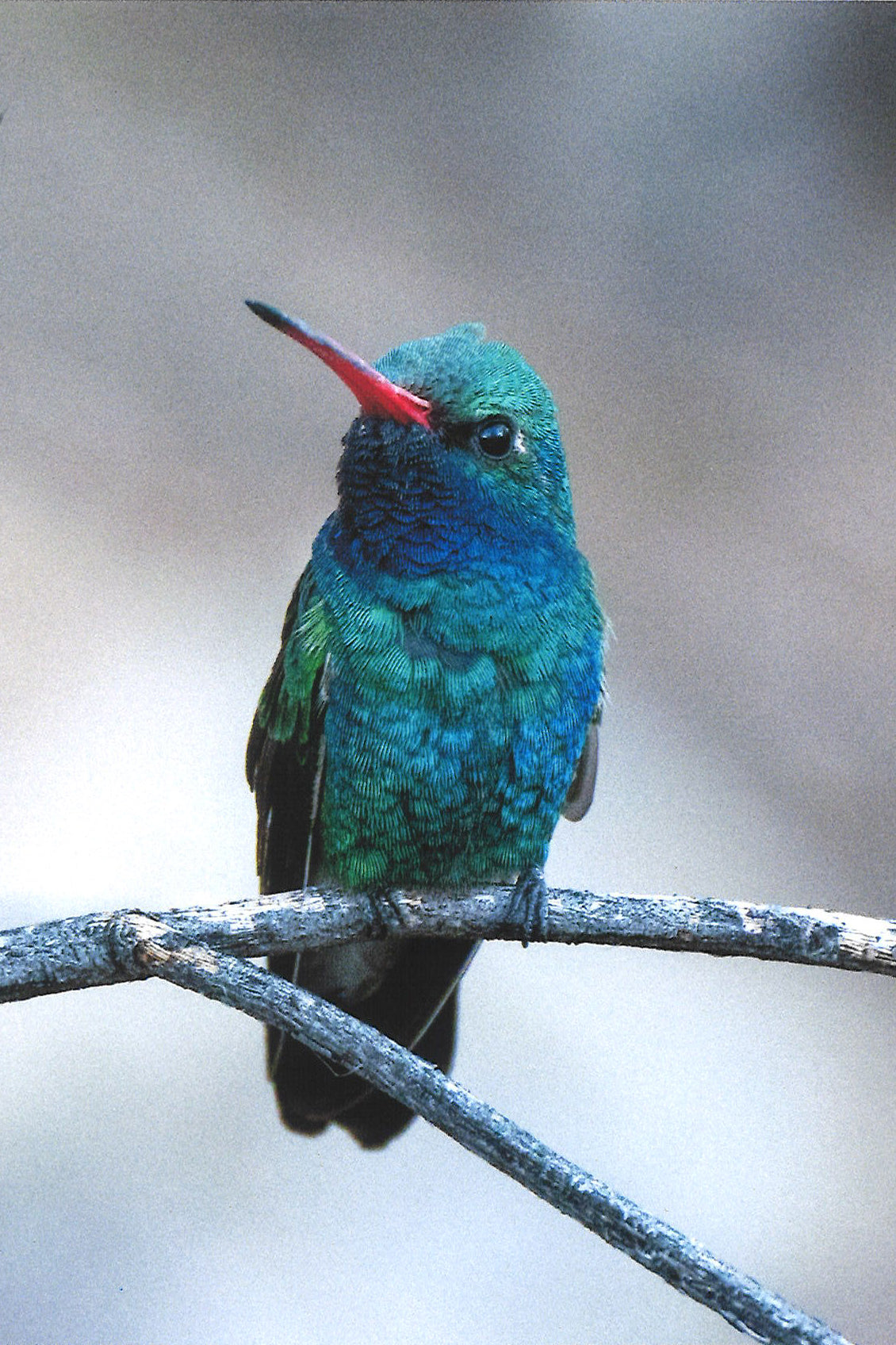 A blue and green Broad-billed hummingbird perched on a branch looking upward and to the left