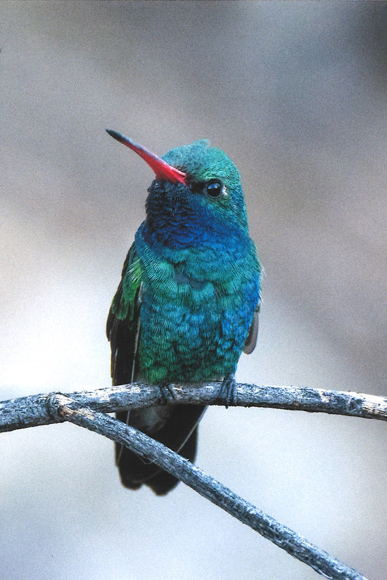 A blue and green Broad-billed hummingbird perched on a branch looking upward and to the left