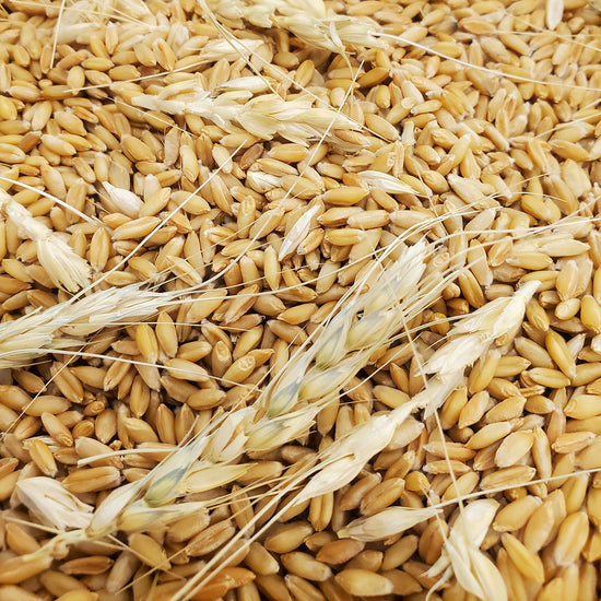 Baart Wheat