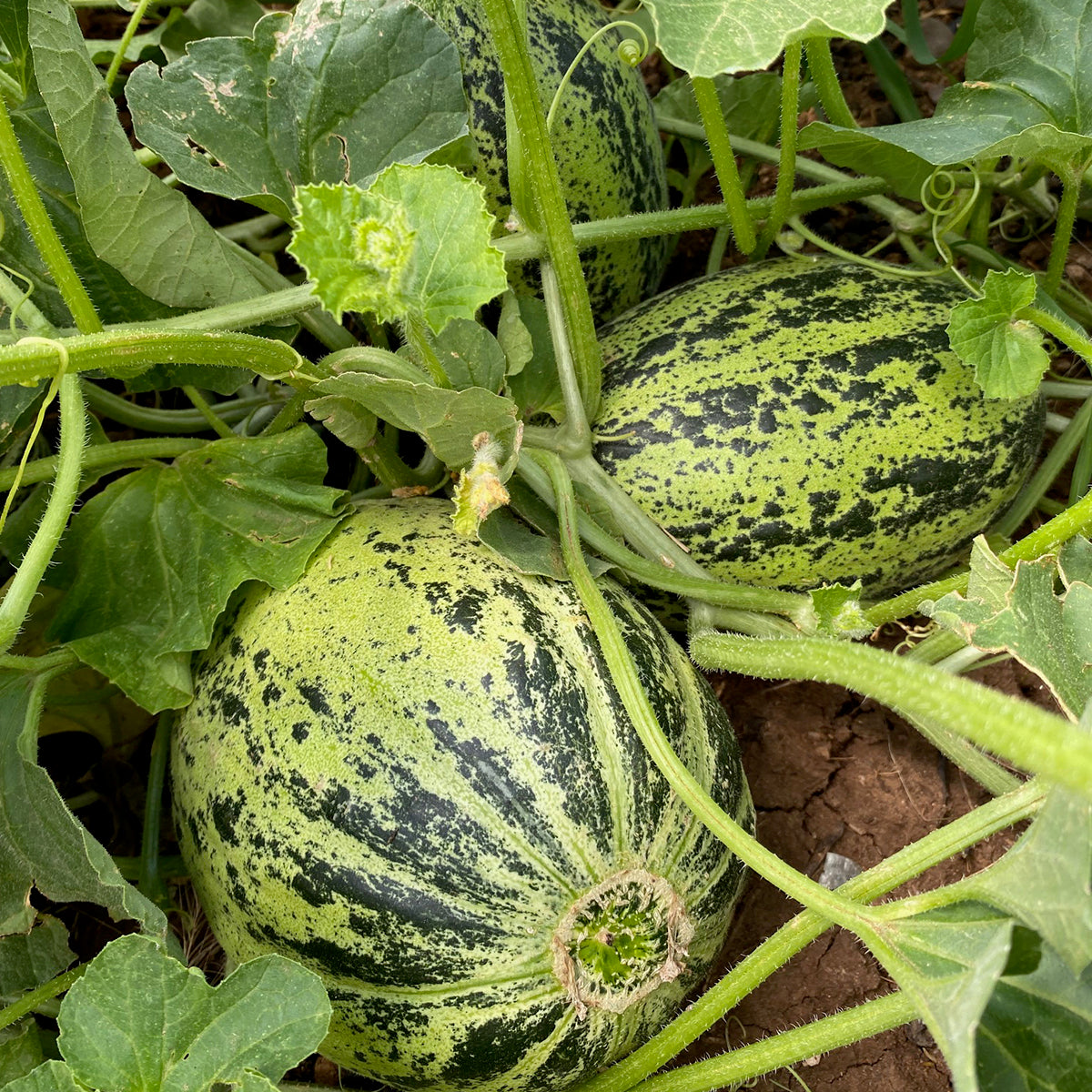 Black Mesa Melon