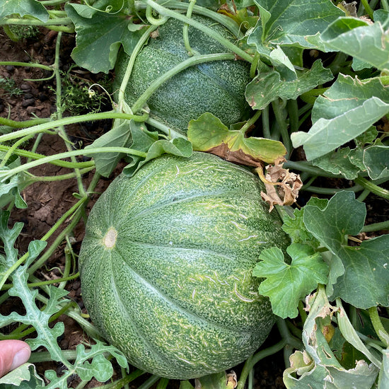 Black Mesa Melon