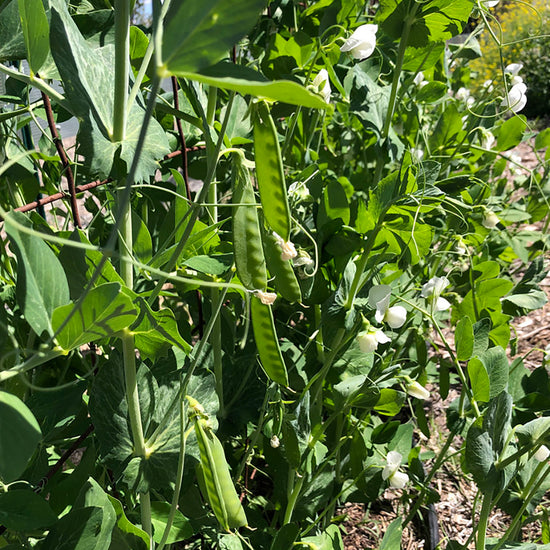 Colorado Pea