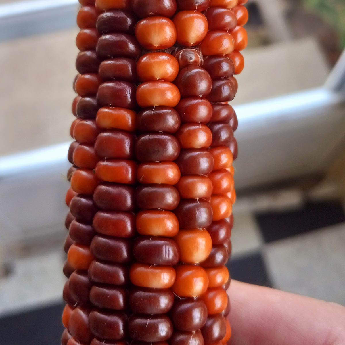 Hernandez Red Mix