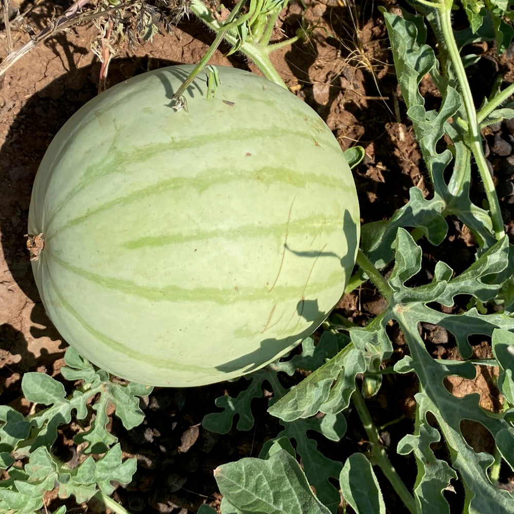 Navajo Winter Watermelon