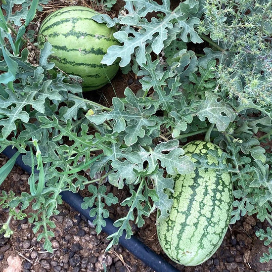 Navajo Winter Watermelon