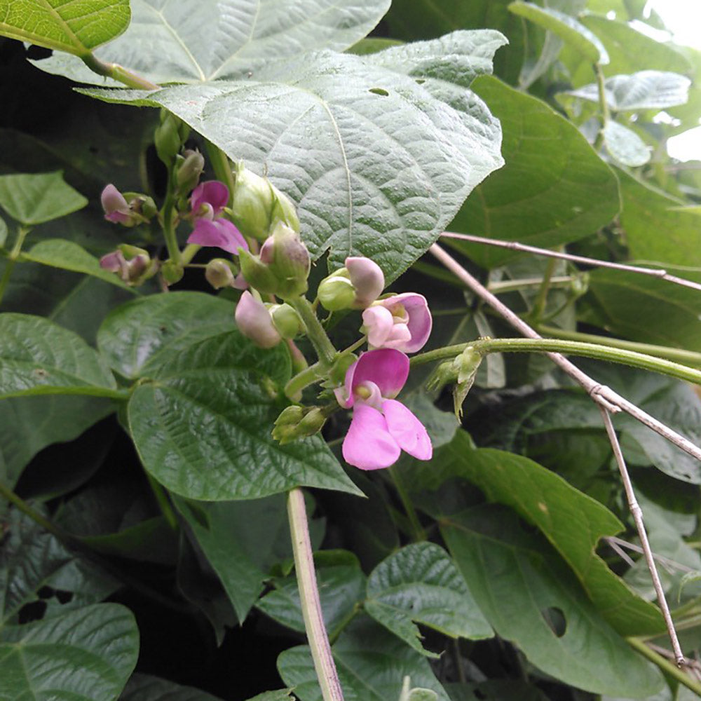 Rarámuri Pink Green Bean