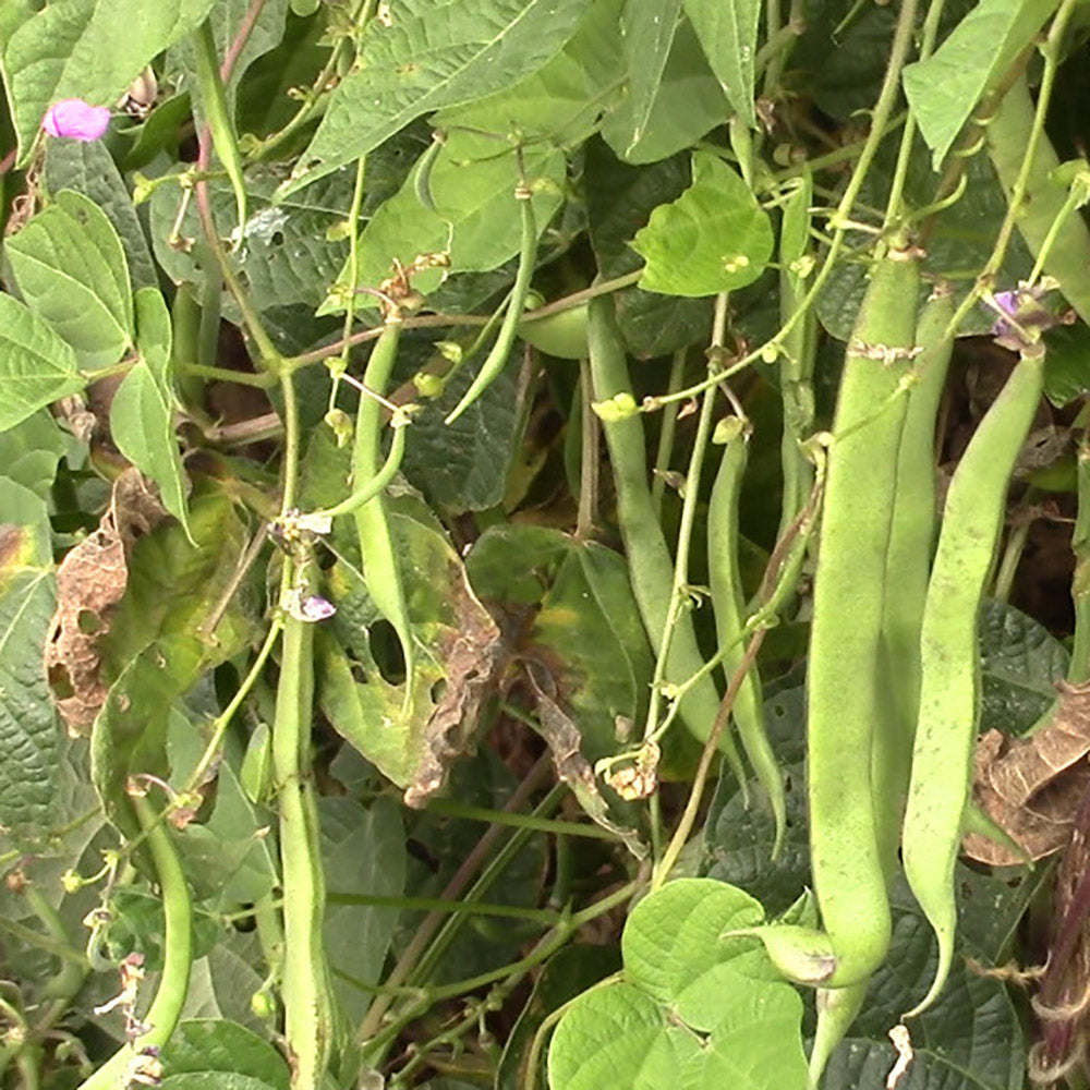 Rarámuri Pink Green Bean