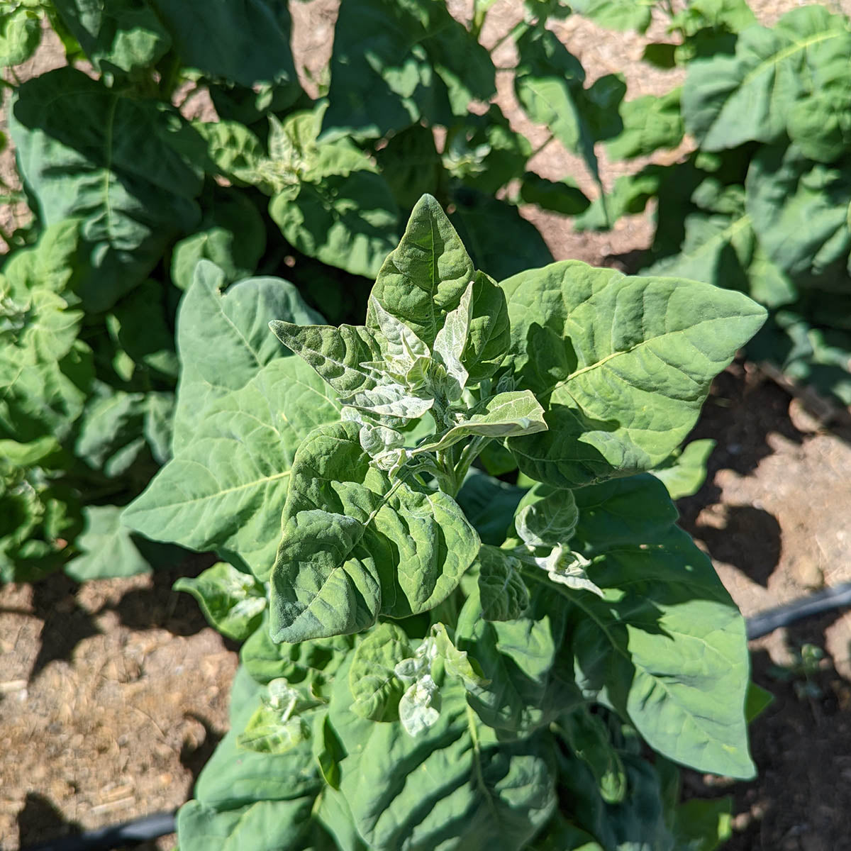 Abiquiu Mountain Spinach