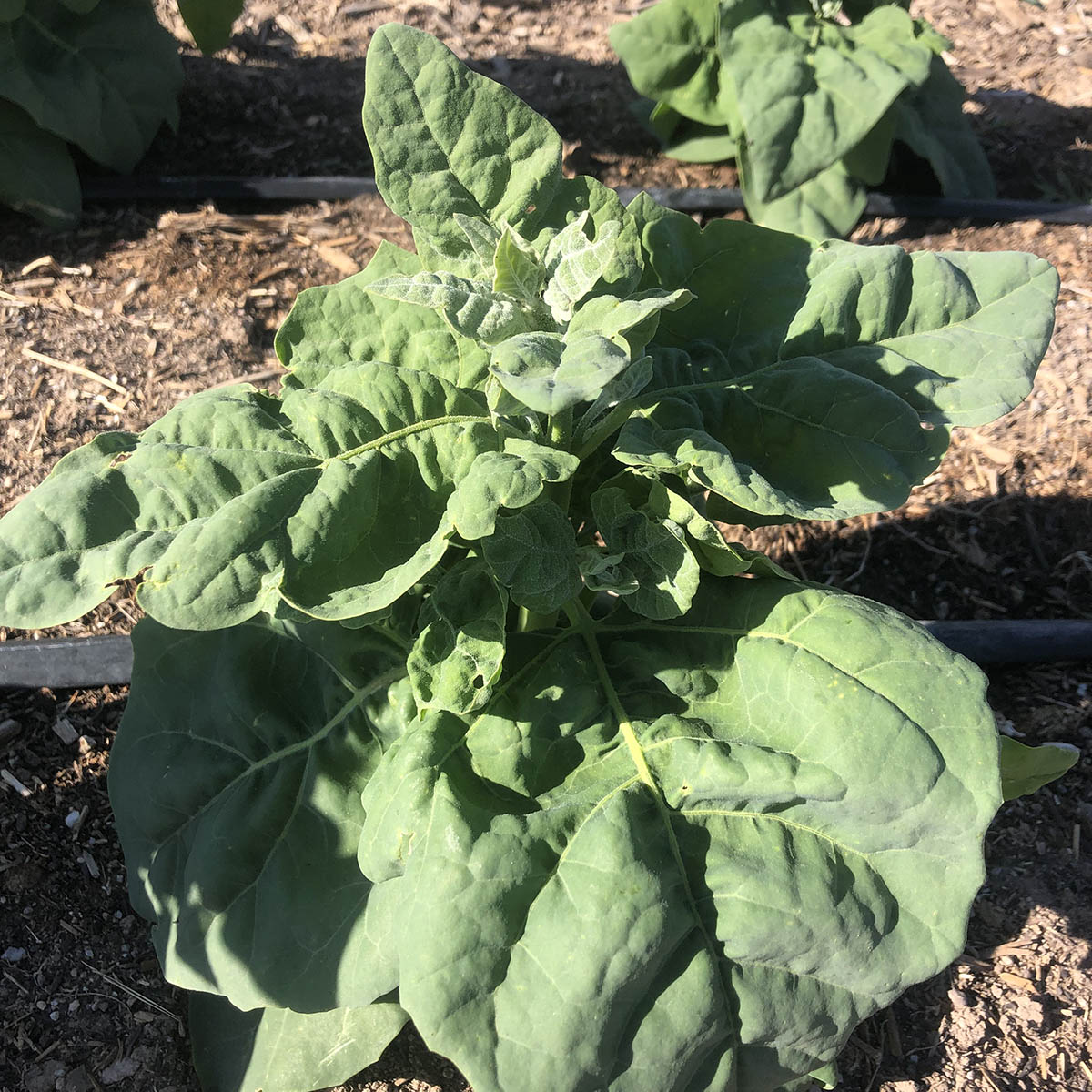 Abiquiu Mountain Spinach – Native-Seeds-Search