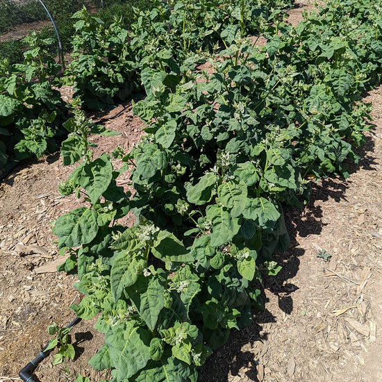 Abiquiu Mountain Spinach