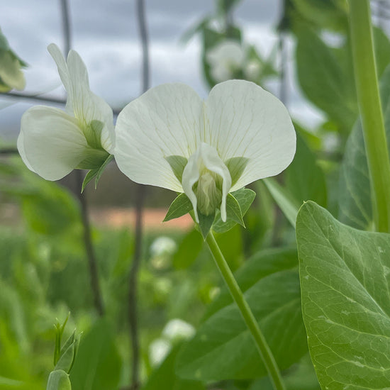 Colorado Pea