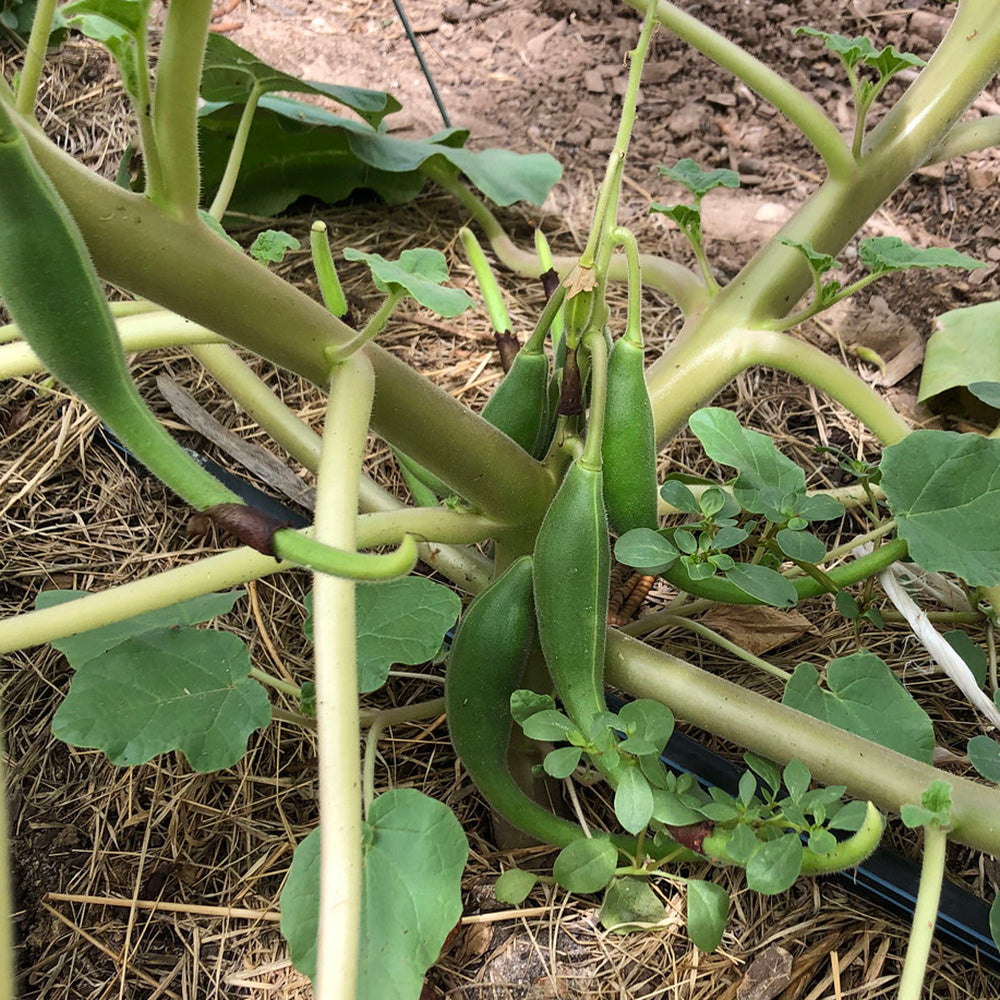 San Carlos Apache Wild Devil's Claw