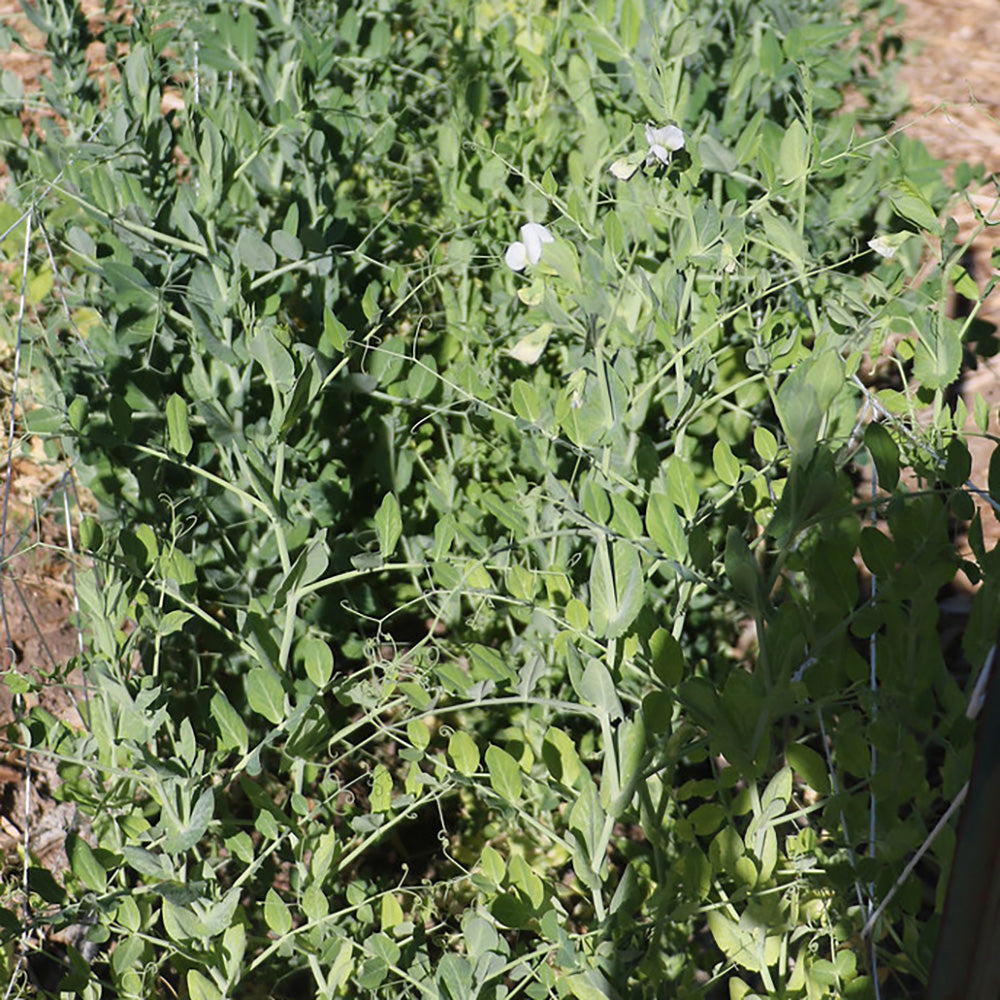 Taos Pea