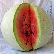 Navajo Winter Watermelon