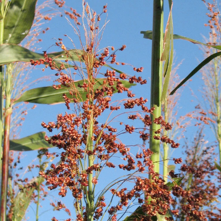 Apache Red Sugarcane