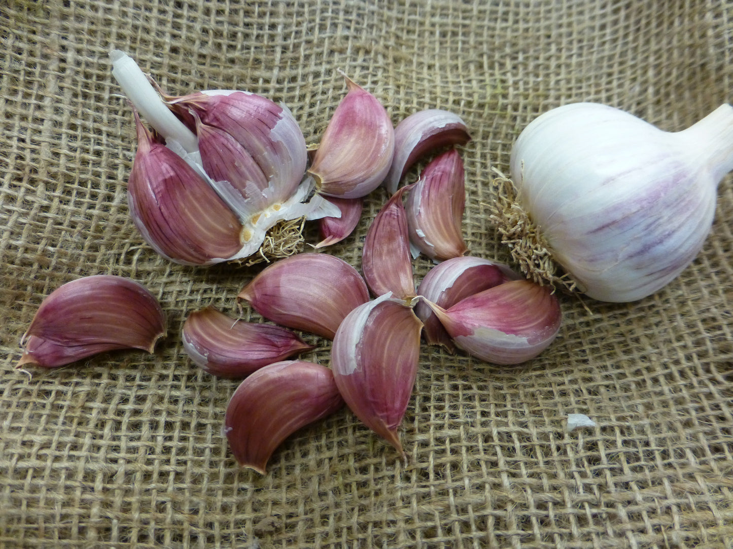 Purple Queen Garlic