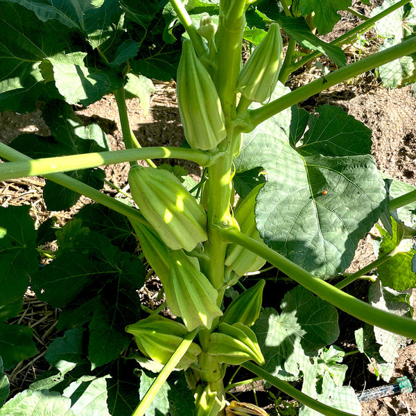 Beck's Gardenville Okra – Native-Seeds-Search