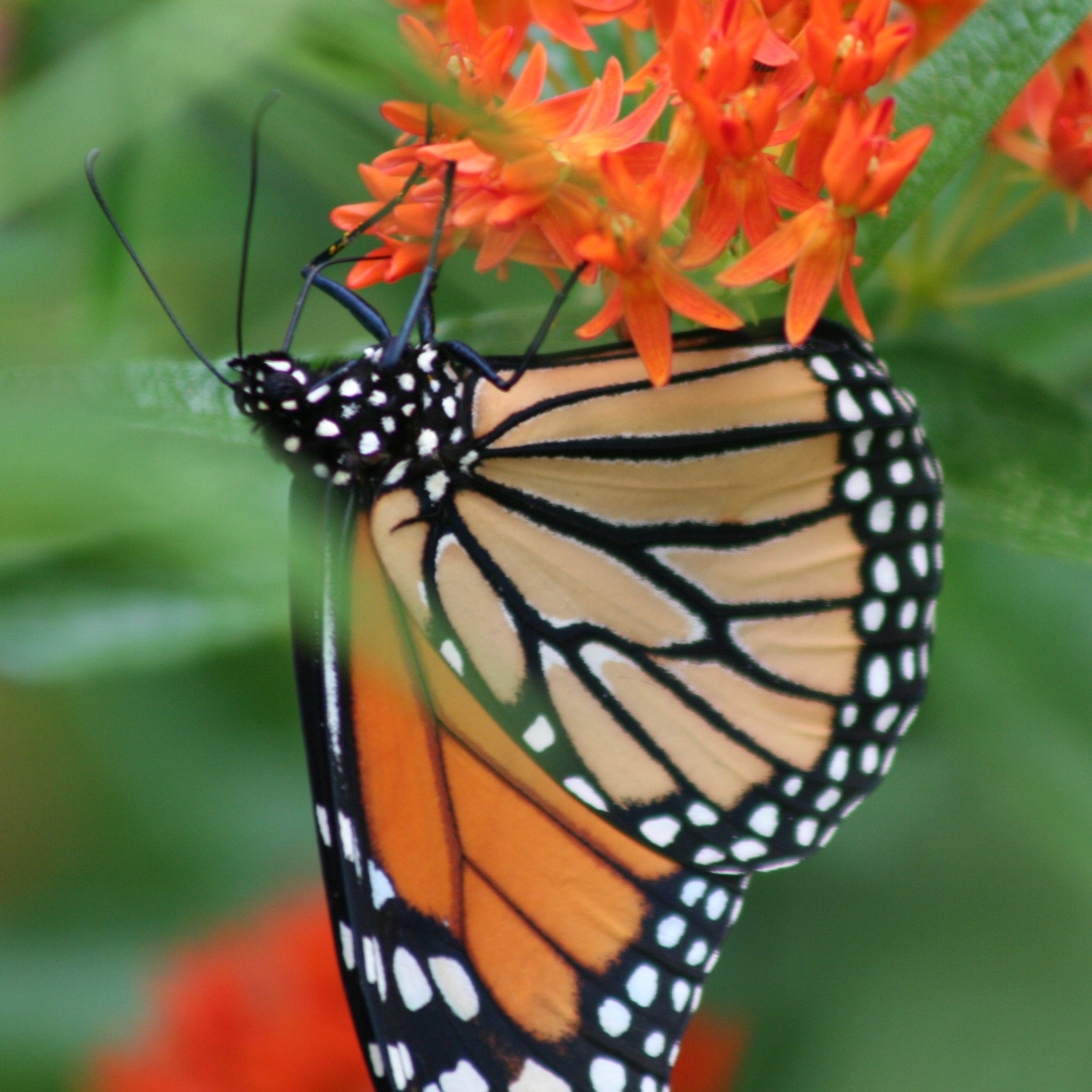 Butterfly Weed – Native-Seeds-Search