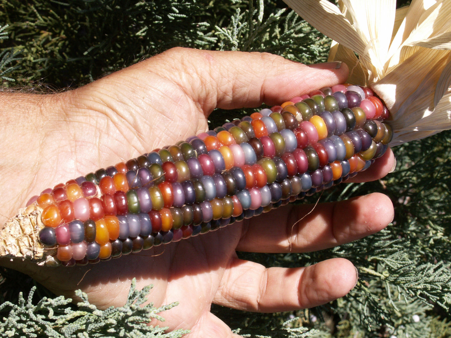 Indian Rainbow Corn