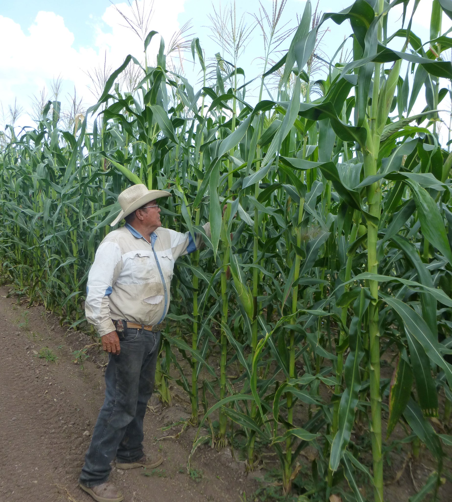 Dia de San Juan NativeSeedsSearch