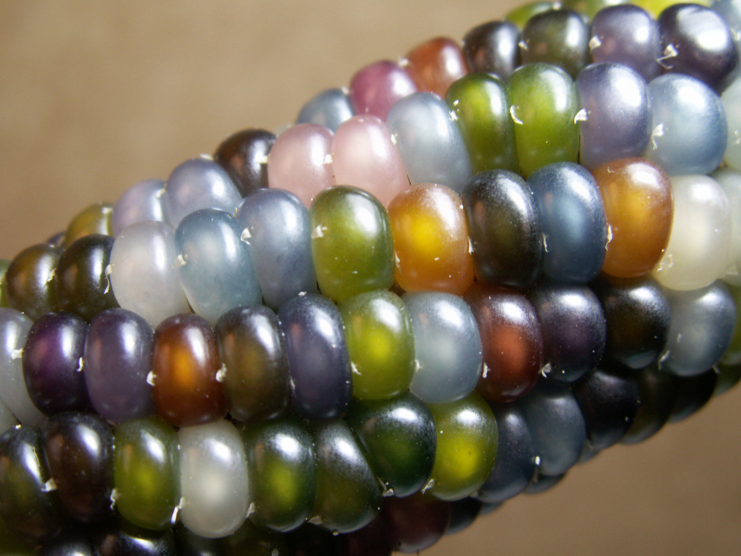 Corn Seeds - Glass Gem