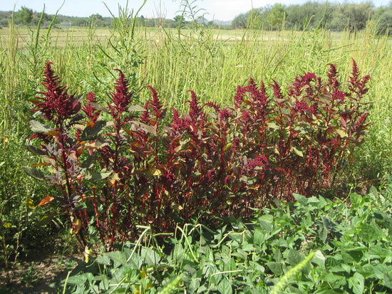 Amaranth, Hopi Red Dye (Amaranthus cruentus), packet of 100 seeds, organic