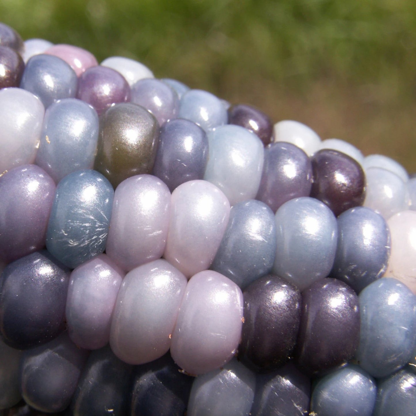 Glass Gem Corn Stock Photos and Pictures - 367 Images