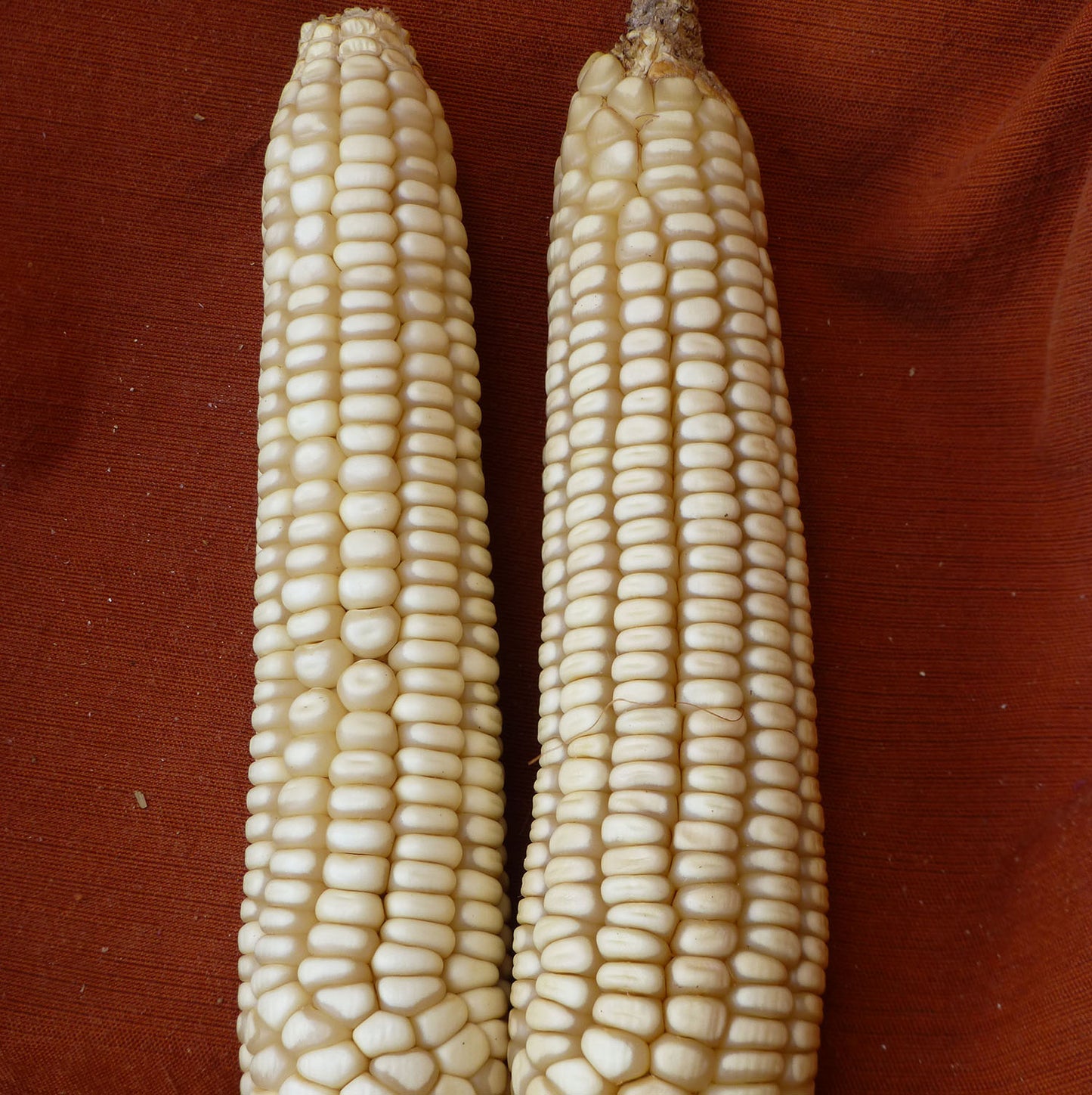 NASR > Corn - Flour – Native-Seeds-Search