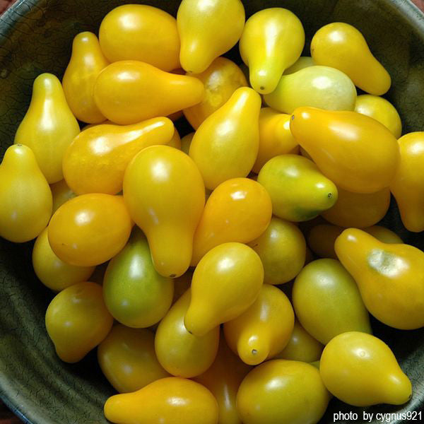 little yellow tomatoes