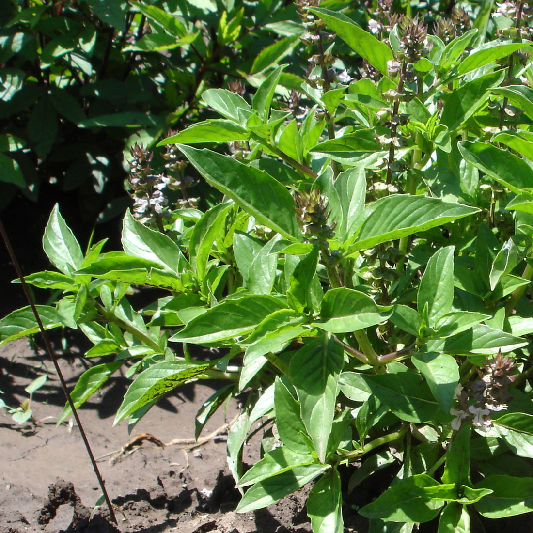 Alvaaka - Yaqui Basil – Native-Seeds-Search