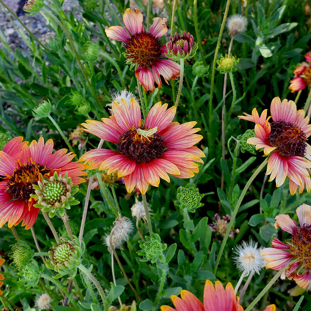 Gaillardia firewheels sale