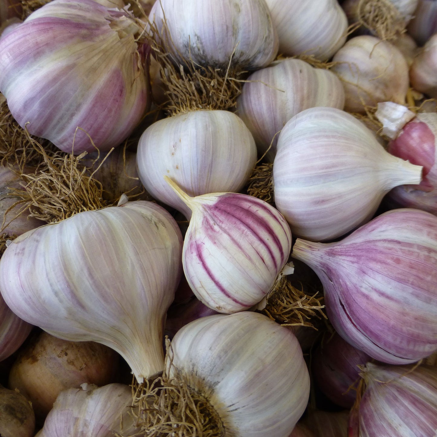 Purple queen garlic